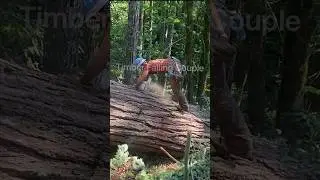Bucking an Old Growth Log