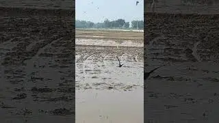 the egrets started to arrive#shorts #shortsvideo #agriculture #fieldfarmer #ricefield #farmer #mud