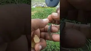 Mancing Uceng Pakai Kail Neo Carbon 0,5 Umpan Go Potato 10