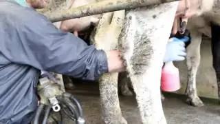 Milk quotas: gauging the mood one year on