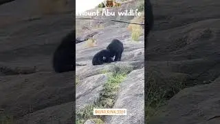#bear attack in mount abu public, #he, #mountabu bear attack in Mount Abu public