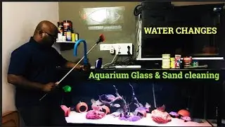 Fish tank cleaning process | Water change | Glass & Sand Cleaning | TAMIL