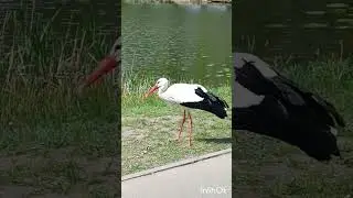 Залетел в гости.
