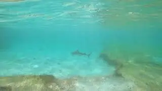 SBH - Requin &agrave; petit cul de sac