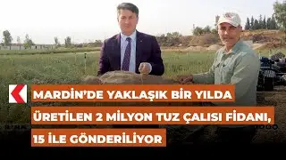 Mardin’de yaklaşık bir yılda üretilen 2 milyon tuz çalısı fidanı, 15 ile gönderili