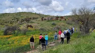Salt river,  wild horses and exploring downtown Phoenix