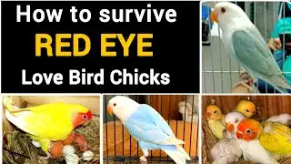 How to survive red eye love bird chicks | Albino red eye , creamino , pale fellow , dun fellow