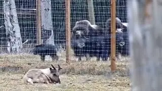 Baby muskoxen in far field!  2025-05-13 c. 7:45am (muskox cam, explore.org)
