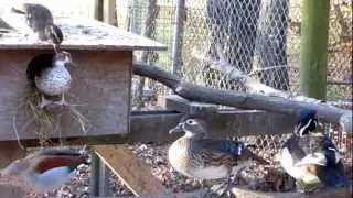Ring Teal Ducks