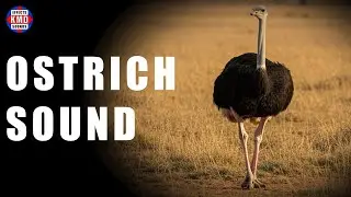OSTRICH SOUND - ANIMAL SOUNDS - Sound Effects