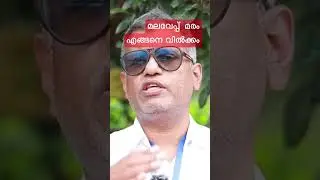 Malaveppu krishi %mila dubia #miladubia #melia #kattu #kl06