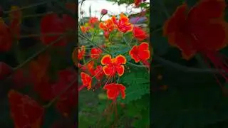 Orange Peacock flower #botany #flowers #nature #garden #rareplants #landscaping #travel #gardening