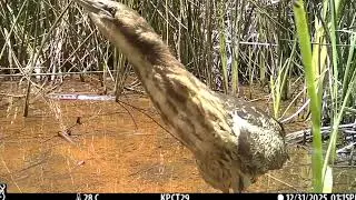Matuku-hūrepo / bittern zen walking meditation