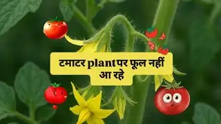 Tomato plant🌱🌱 not having flowers /कारण यही है @greenfingersbypreetipandit #gardening #Tomato 🍅🍅🍅