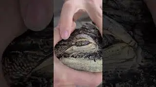 super cool caiman closing and opening its eye, please subscribe #wild #animals #reptiles #caiman