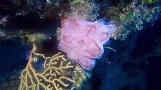 Aplidium elegans, sea-strawberry, See-Erdbeere
