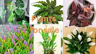 Plantsale#youtube#garden#gardening#plantlover#sale #sales#indoorplants#philodendron#sansiviera 