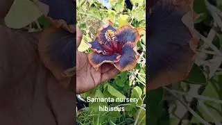 new exotic tropical hibiscus #viral #flowers #garden #garden