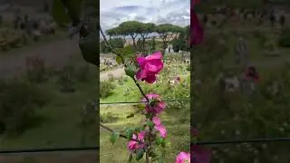 Rosengarten 🌹