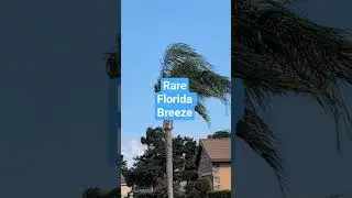 #florida #palm #trees #wind #breeze #nature #reality Richard Lloyd Wesley Ottum's real  life