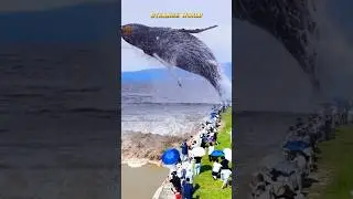 HUMPBACK WHALE JUMPS OUT OF WATER