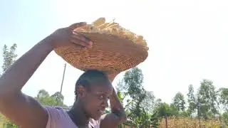 How to be creative in the village with leftover maize cobs