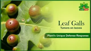 Leaf Galls | Tumors on Leaves | Plant's Unique Defense Response