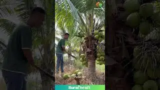 The Skill of Coconut Harvesting: A Tropical Tradition #coconutpalm #tropicalfarming #harvesting