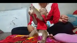 Mom Feeding milk for beloved monkey Ella and giving the warm for her
