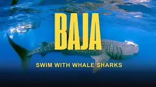 Swim with Whale Sharks in Baja: Sea of Cortez Snorkeling Expedition