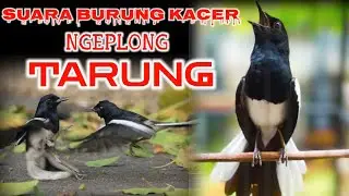 SUARA BURUNG KACER NGEPLONG TARUNG COCOK BUAT PANCINGAN KACER ALAM