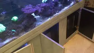 Tricks Feeding Goniopora coral
