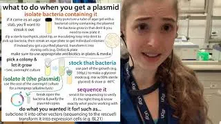 What to do when a plasmid comes for you: agar stab to plate to glycerol stock, miniprep & sequencing