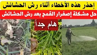 #إعرف أهم الأخطاء التى يقع فيها مزارعى القمح🌾 أثناء رش الحشائش #لاتنسوا_الاشتراك_في_القناة