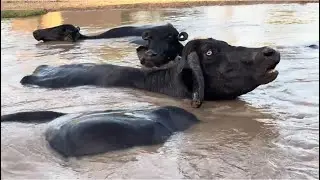 Buffaloes Bathing in Canal | Relaxing Water & Animal Sounds | Nature Village Life