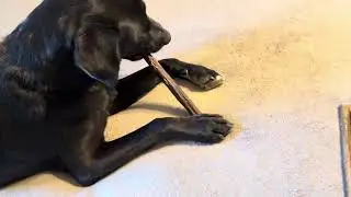 Вкусовой тест, жевательная способность и обзор палочек Devil Dog Jumbo Bully Sticks для собак