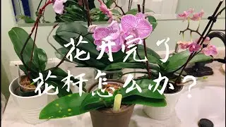 【养兰记】蝴蝶兰花杆处理|花快开完了，花杆怎么办？|针对无续花性的蝴蝶兰|坐标多伦多2020-05-28