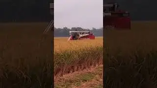 মিয়ানমার হারভেস্টার দিয়ে ধান কাটা হচ্ছে 