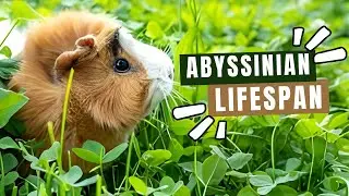 Abyssinian Guinea Pig Lifespan