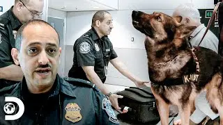 Cães farejadores detectam dinheiro suspeito em bagagens | Aeroporto Miami | Discovery Brasil