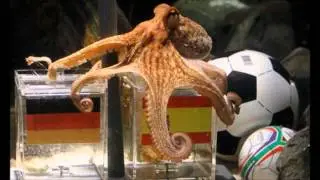 Online with HD: The Predicting Octopus!