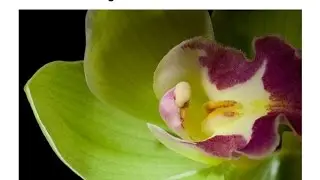 Top 10 Most Expensive Flowers In the world.