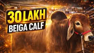 30 LAKH BEIGA CALF 😱 | VIP Market Deal | Biggest Bull of the Day