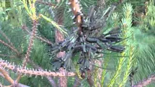 Weird gross social caterpillars