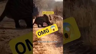 Tiger attack sambar Deer