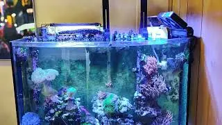 36 gallon bowfront reef tank