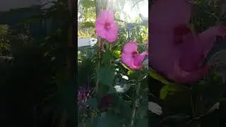 48  Święto Kwiat&oacute;w, Owoc&oacute;w i Warzyw