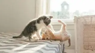 cat reaction to toy | funny cat reaction compilation | my Persian cat is playing with toys