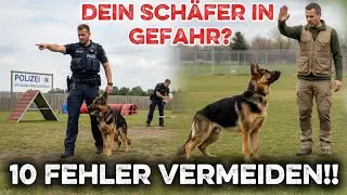 Deutscher Schäferhund Facts | German Shepherd Guide