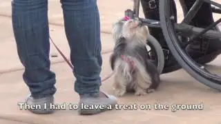 Misa Minnie Passes her Therapy Dog Test